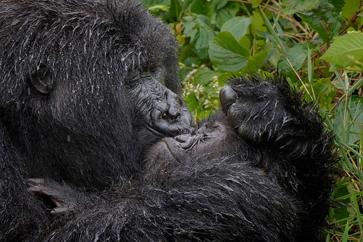 a gorilla holds baby gorilla close while kissing face