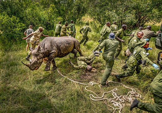 a group runs away from a released rhino