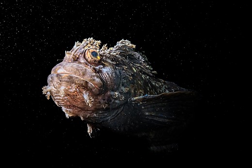 a japanese warbonnet fish swims across dark ocean