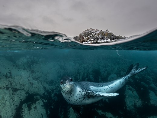 a leopard seal swims in blue Water with snowy cliff above the water