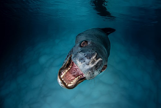 a leopard seal swims towards the camera with mouth open
