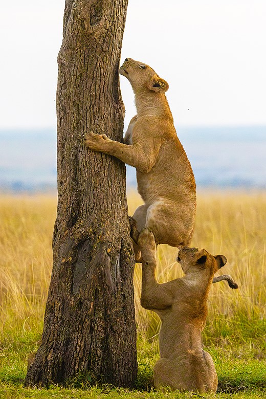 a lion climbs a tree while another stands beneath it
