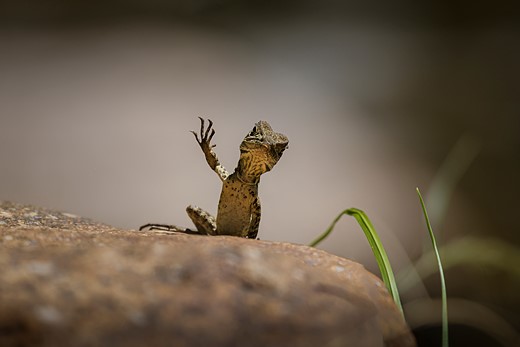 a lizard sits on rock with arm up like its waving