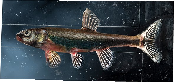 a minnow is spread on glass surrounded by dust