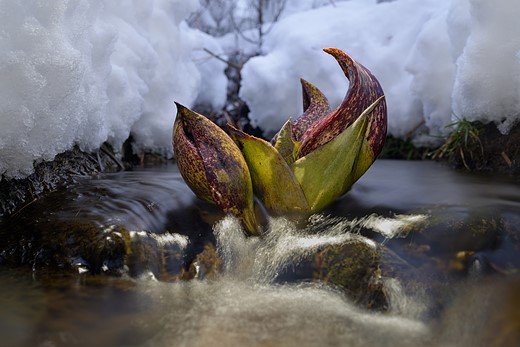 a plant sits in stream surrounded by snow