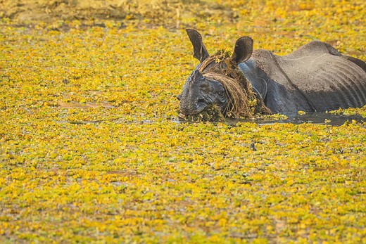 a rhino in water covered with aquatic plants