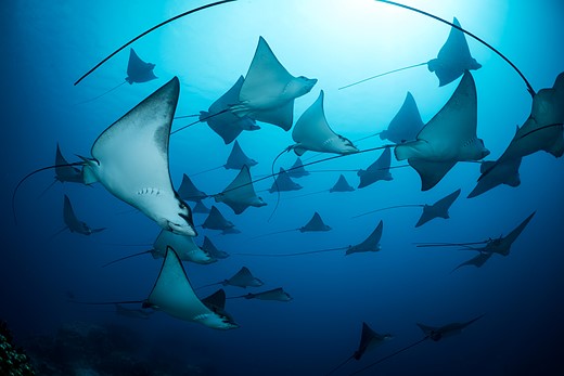 a school of rays swim in blue water