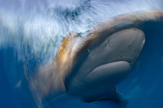 a shark swims through blurred water
