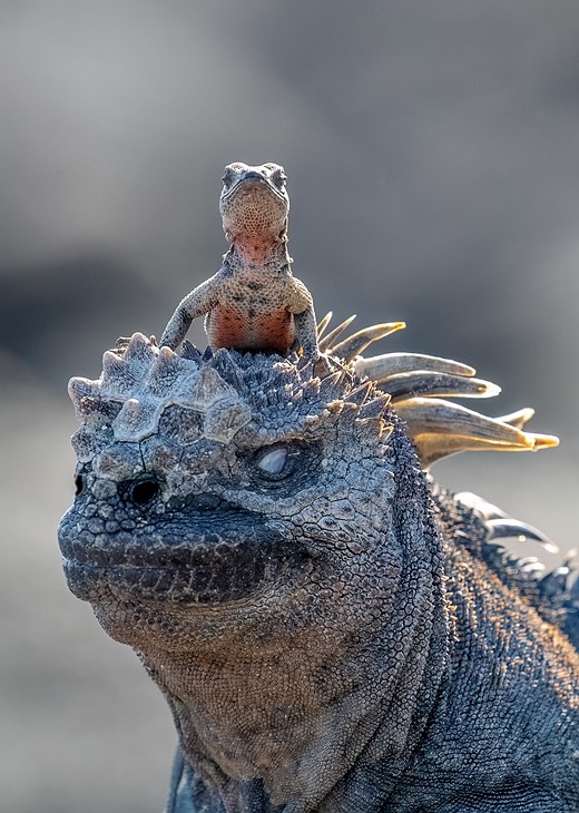 a smaller lizard sits on the head of a larger one