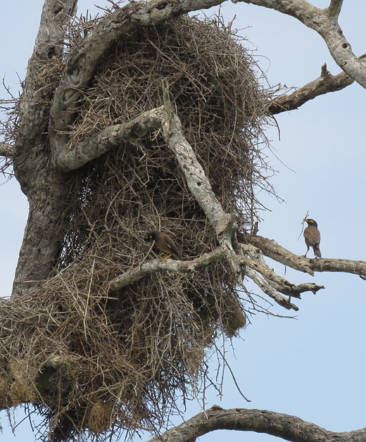 a tiny bird sits on branch next to giant nest made of sticks
