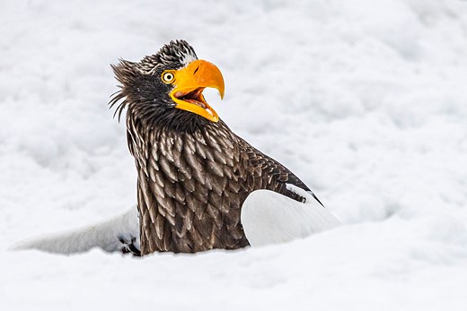 an eagle has a look of surprise sitting in snow