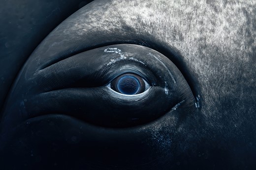 close up of humpback whale eye