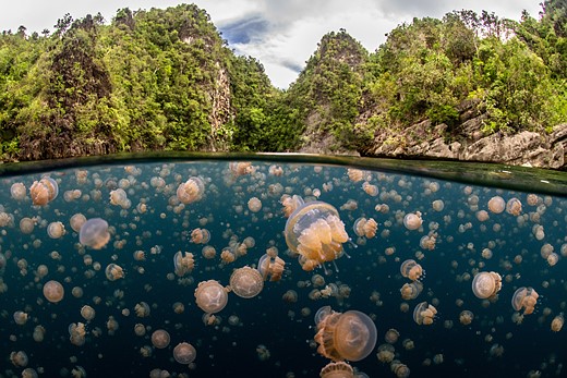 jellyfish swarm water with cliffs above