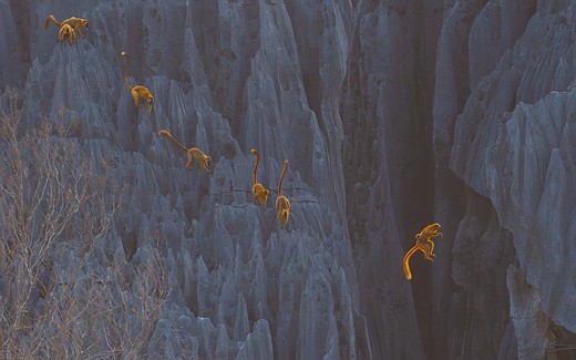 lemurs climb a steep cliff face with one jumping across a canyon in golden light
