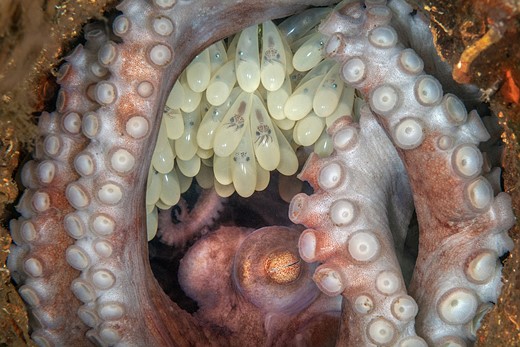 octopus tentacles wrap around a brood of eggs