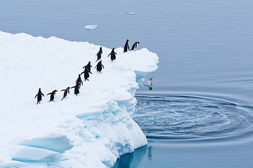 penguins line up on ice while one jumps into water