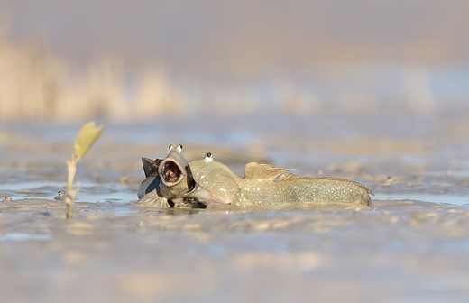 two mudskippesr in mud with mouths open