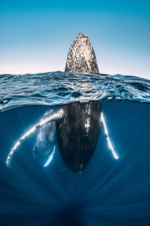 whale with baby breaches the surface