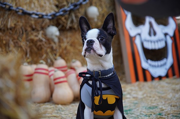 Dog wearing a Batman Halloween costume