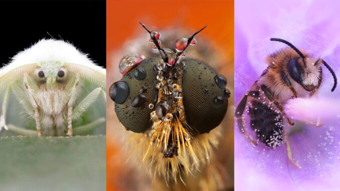Photographer-Turns-Fear-into-Fascination-Through-Her-Macro-Insect-Shots