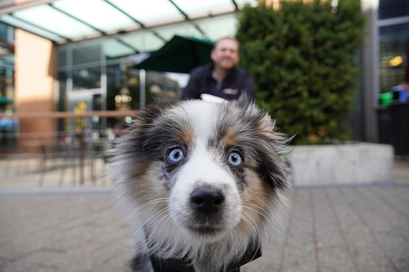 Picture of a dog from a dog s perspective 