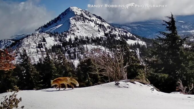 Randy-Robbins-Sierra-Nevada-red-fox-PetaPixel-BG2