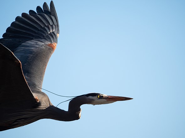 a Heron flies across a blue Sky