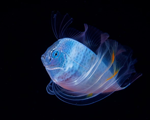a Polka dot ribbonfish is illuminated in black water