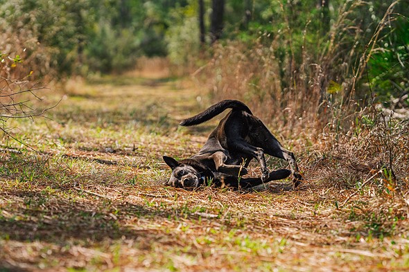 a black dog rolls on a grassy trail