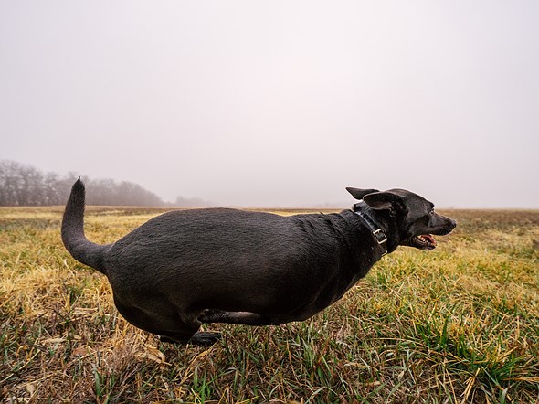 a black dog runs through an open field with fog