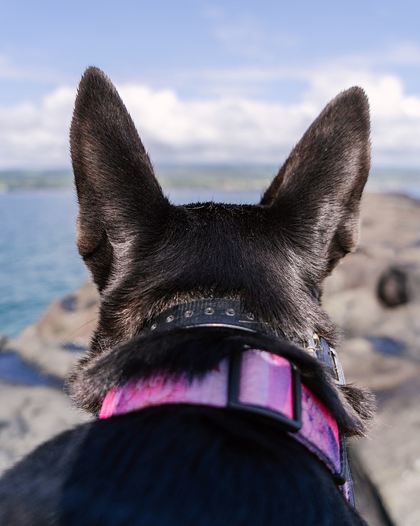 a black dog with big ears looks towards water