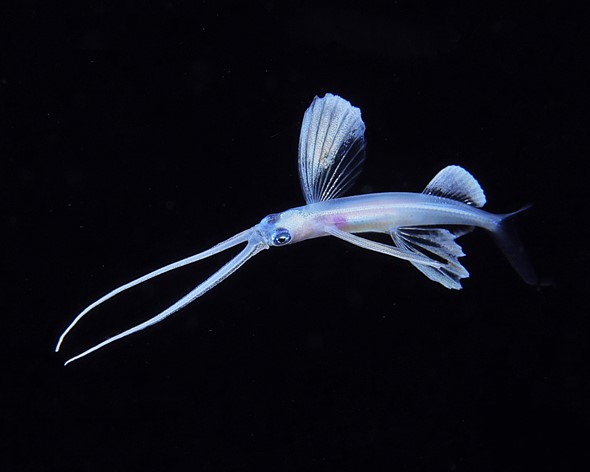 a blue larval margined flying fish swims in black water