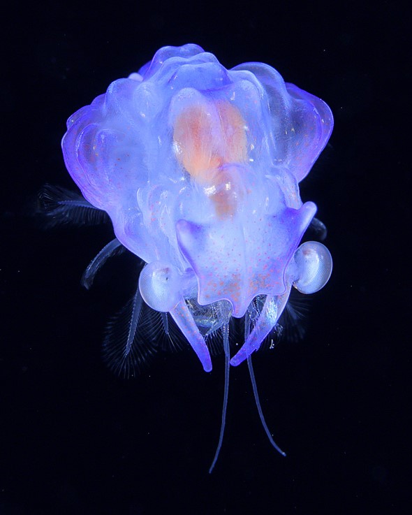 a blue scarlet shrimp larvae floats in dark water