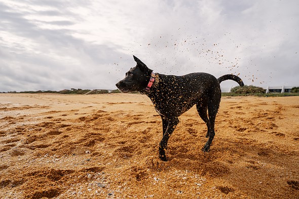 a dog shakes Sand off on a beach