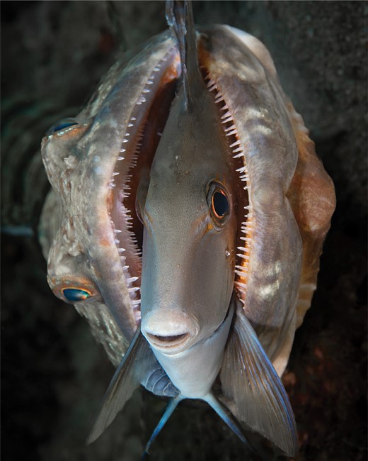 a fish sits in the mouth of another fish