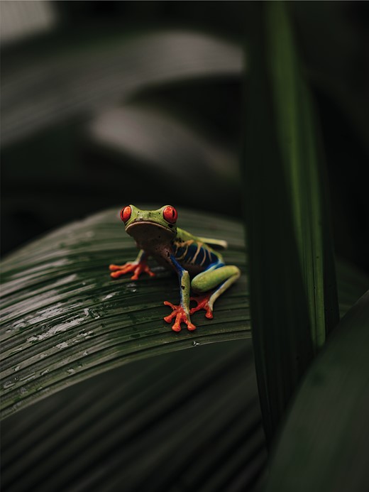 a red eyed tree frog sits on a leaf