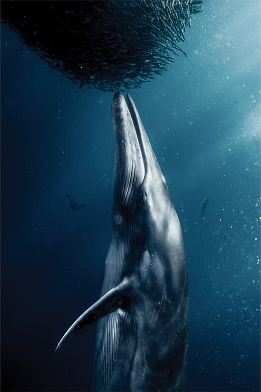 a whale floats upright beneath a ball of fish