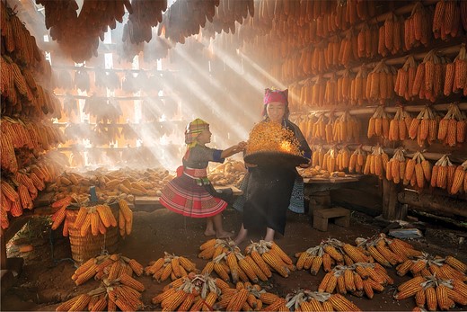 a woman flips corn kernals on a tray with a young girl reaching next to her in a room filled with corn