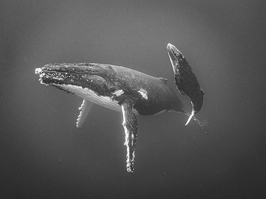 © IPPAWARDS - Jayne Parker - New Zealand