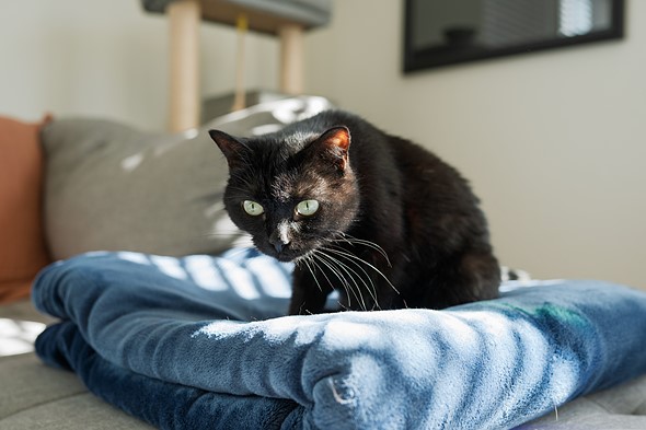 a black cat hunches forward while sitting on a fluffy blue blanket placed on a gray couch