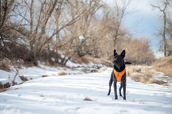 a black dog with an orange vest stands looking at a snowball in a snowy creek bed