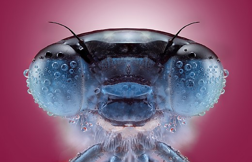 a bug covered with water drops sits in front of a pink background