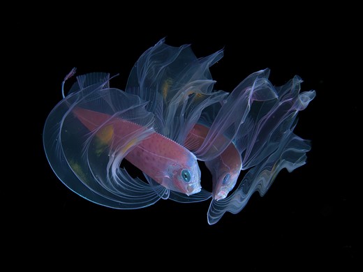 a colorful fish with wispy fins floats in a black ocean