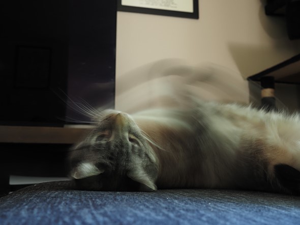 blurry photo of a cat rolling around on couch