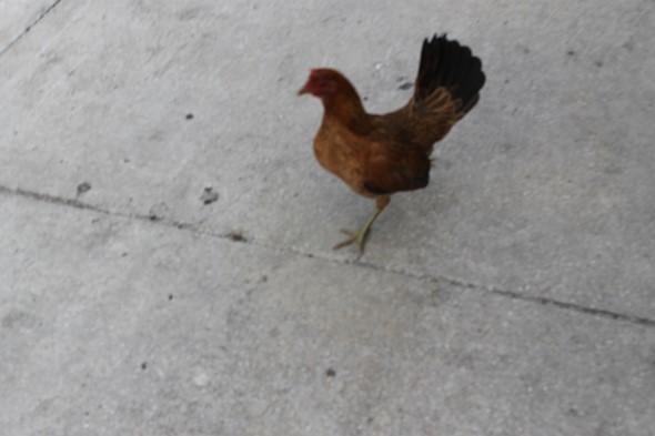 blurry photo of a chicken walking on pavement