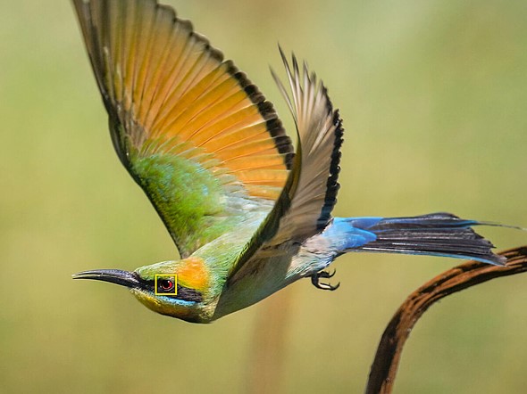 nikon bird eye autofocus