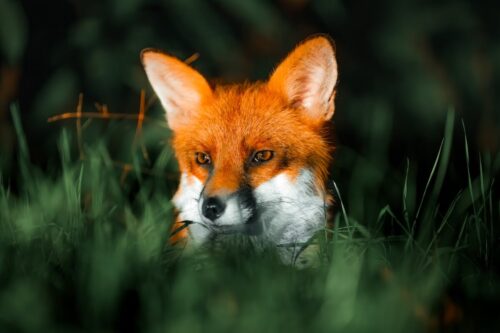 A close-up of a red fox peering through tall grass with intense amber eyes, captured by Sirun Tang in stunning detail and soft background blur.