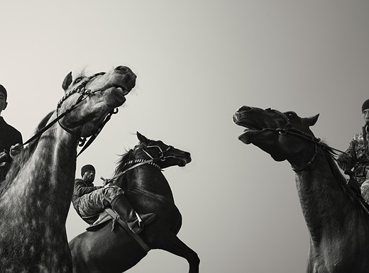 three horses rear up in front of a clear sky