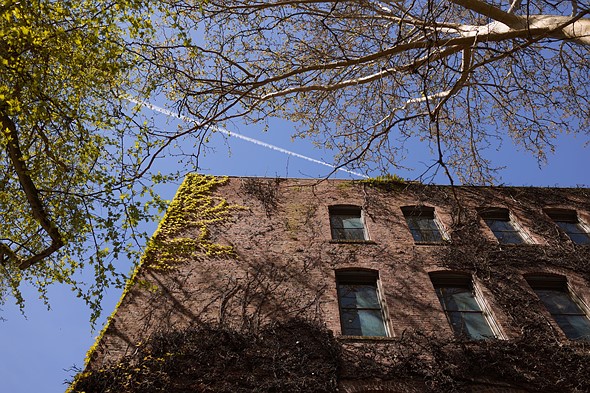 tree branches partiall covered in leaves extend above a clear blue sky and a brick building covered with vines