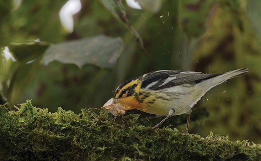 CC Youth Winner Aud APA-LA-2025 Blackburnian-Warbler Y0 41922-3 Photo-Camilo-Sanabria-Grajales LR
